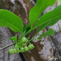 Diospyros montana Roxb.